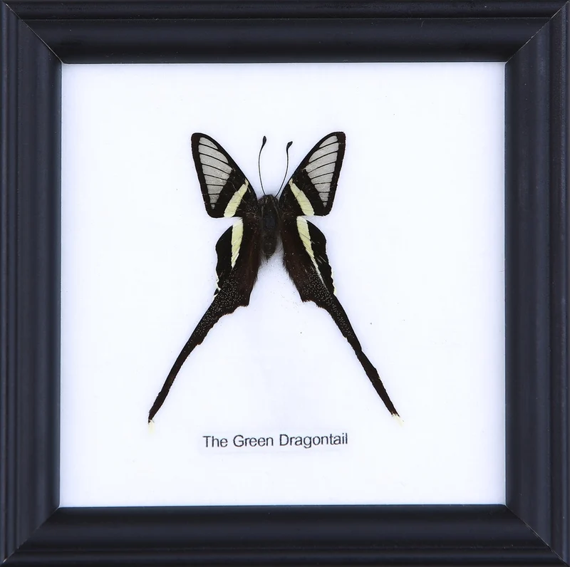 The Green Dragontail Butterfly (Lamproptera meges) Real Framed Butterfly Mounted Under Glass 5 x 5 In