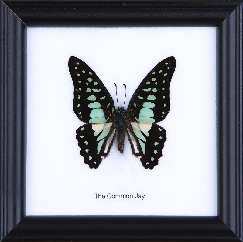 The Common Jay Butterfly (Graphium doson) Real Framed Butterfly Mounted Under Glass 5 x 5 In