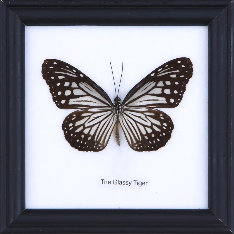 The Glassy Tiger Butterfly (Parantica aglea) Real Framed Butterfly Mounted Under Glass 5 x 5 In