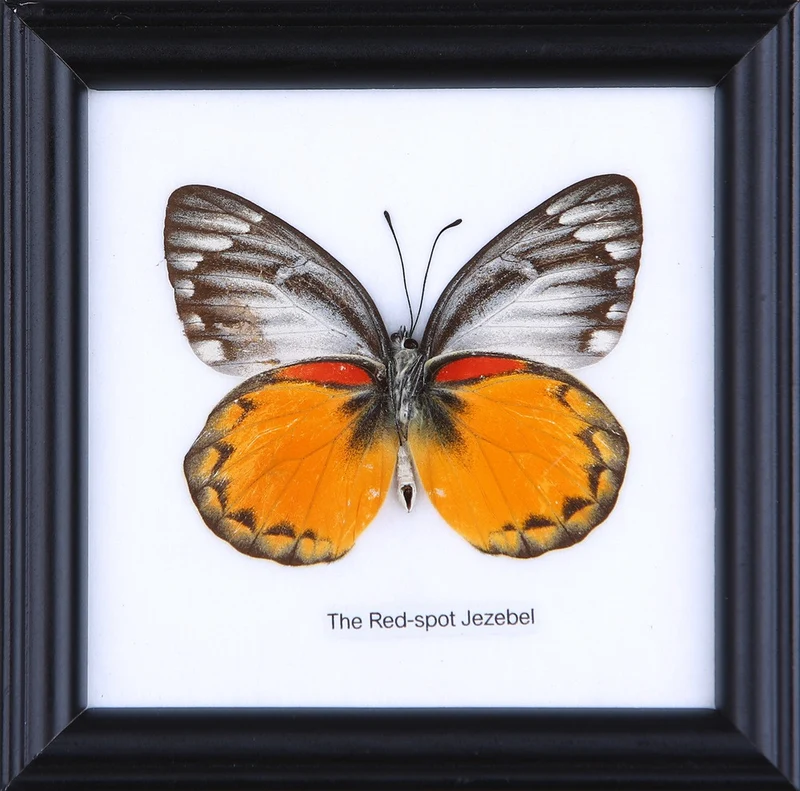 The Red Spotted Jezebel Butterfly (Delias aglaia) Real Framed Butterfly Mounted Under Glass 5 x 5 In