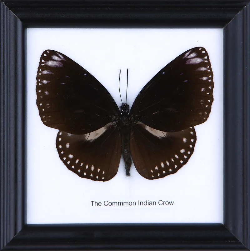 The Common Indian Crow Butterfly (Euploea core) Real Framed Butterfly Mounted Under Glass 5 x 5 In