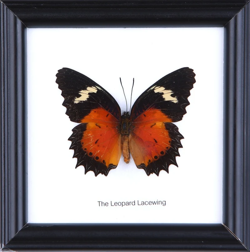 The Leopard Lacewing Butterfly (Cethosia cyane) Real Framed Butterfly Mounted Under Glass 5 x 5 In