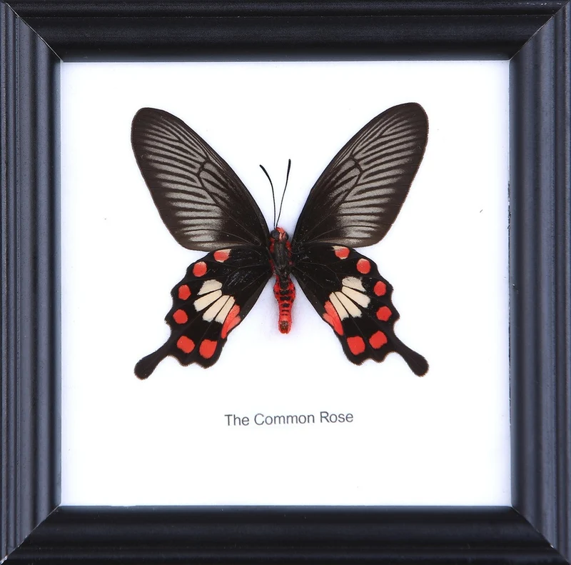Common Rose Butterfly Framed Display | Pachliopta aristolochiae 5x5 inch