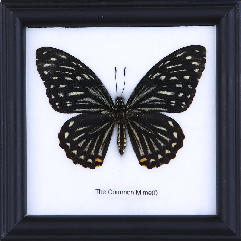 The Common Mime Butterfly (Chilasa clytia) Real Framed Butterfly Mounted Under Glass 5 x 5 In