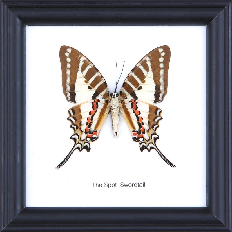 The Spot Swordtail Butterfly (Graphium nomius) Real Framed Butterfly Mounted Under Glass 5 x 5 In