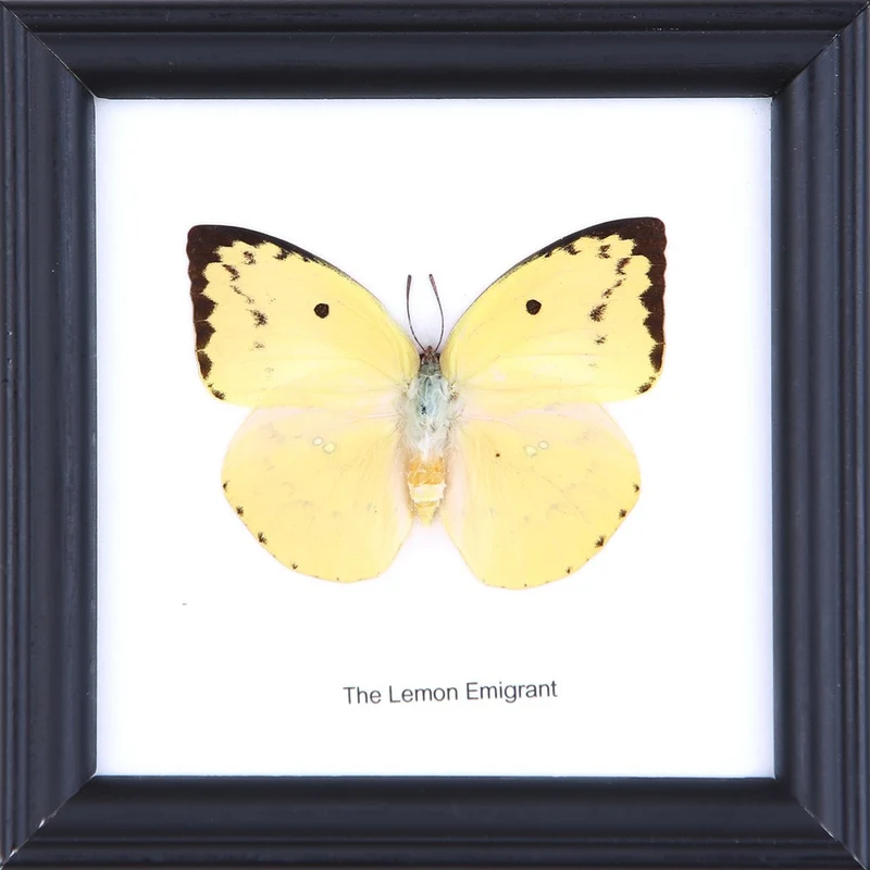The Lemon Emigrant Butterfly (Catopsilia pomona) Real Framed Butterfly Mounted Under Glass 5 x 5 In